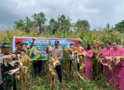 Sukseskan Program Ketahanan Pangan,Polres Minsel Panen Raya Jagung Tahap I