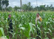 Di Wilayah Polsek Mapanget,Kapolresta Manado Pantau Langsung Perkembangan Penanaman Jagung Program Ketahanan Pangan